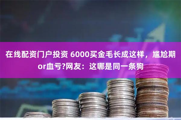 在线配资门户投资 6000买金毛长成这样，尴尬期or血亏?网友：这哪是同一条狗
